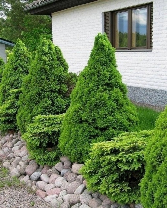 Что стоит знать про канадскую ель «Коника»: очень милое конусовидное хвойное растение Что стоит знать про канадскую ель «Коника»: очень милое конусовидное хвойное растение