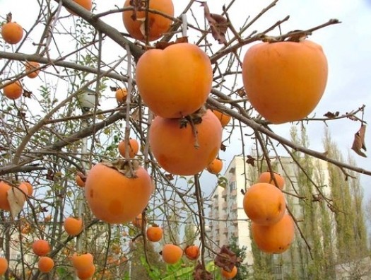 ​Наедаемся хурмы по полной