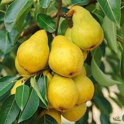 Как посадить грушу, чтобы быстро получать урожай Как посадить грушу, чтобы быстро получать урожай