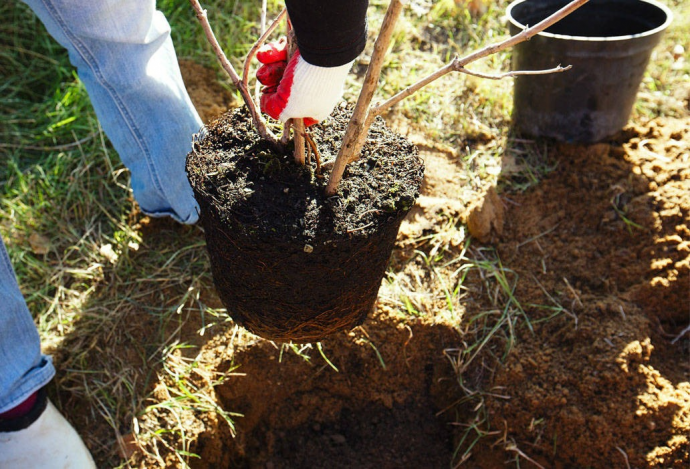 ​Посадка плодовых и пересадка своих растений в сентябре
