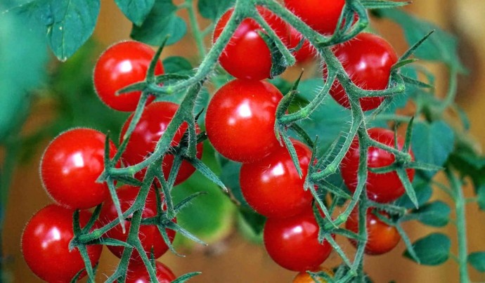 ​Что нужно томатам для полноценного роста