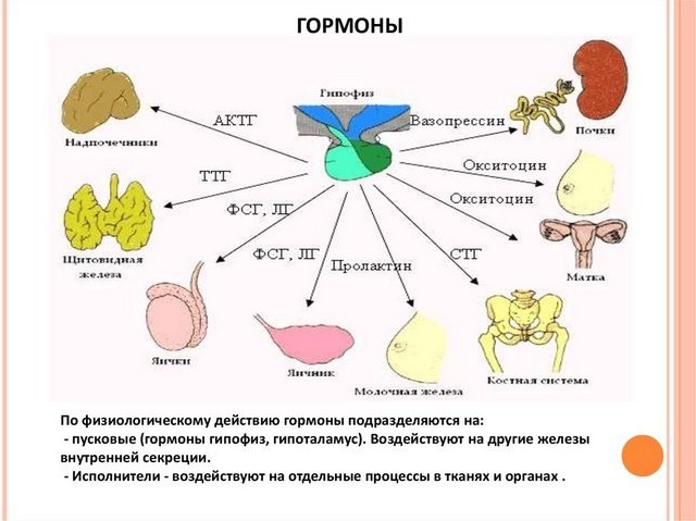 Зачем нам нужны гормоны