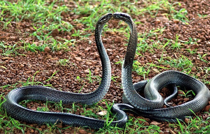 Что следует знать о змеях при встрече с ними
