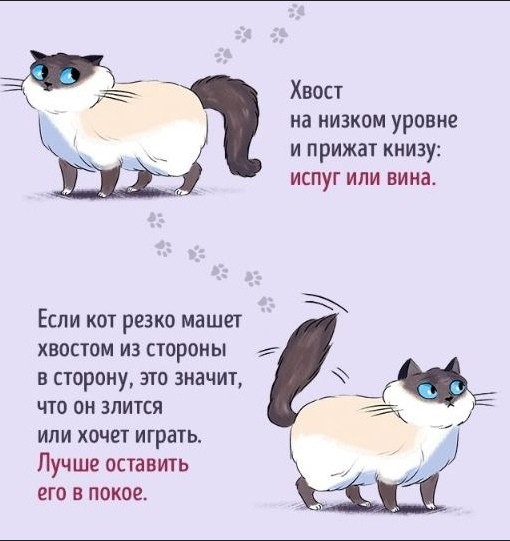 ​Язык котов