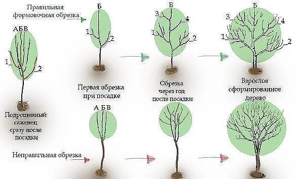 ​Как заставить грушу плодоносить быстрее