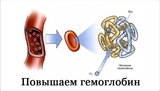 7 главных продуктов для повышения гемоглобина