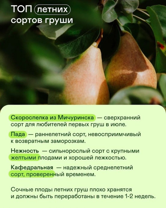 ​Самые сладкие сорта груши