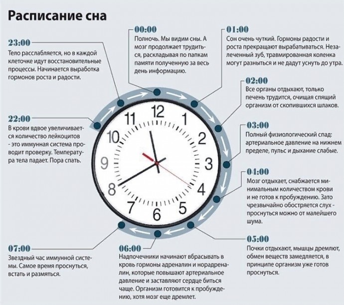 Как использовать расписание сна и биоритмы для поддержания здоровья Как использовать расписание сна и биоритмы для поддержания здоровья