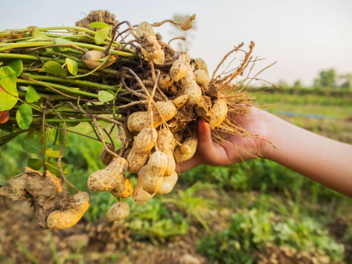​Как вырастить земляной орех-арахис