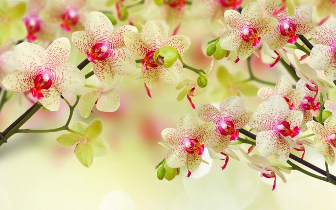 ​4 самых полезных совета в выращивании орхидей