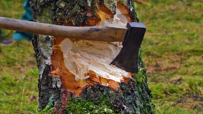 ​Важное о штрафе за неправильную посадку и вырубку деревьев на своем участке