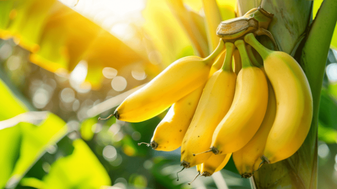 Почему бананы нельзя хранить в связке Почему бананы нельзя хранить в связке