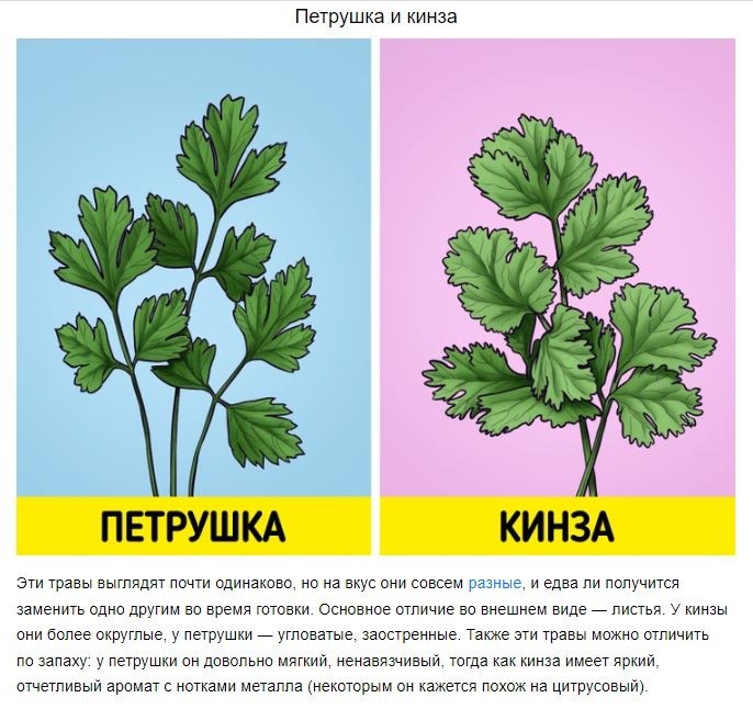 ​4 пары продуктов, которые мы все время путаем