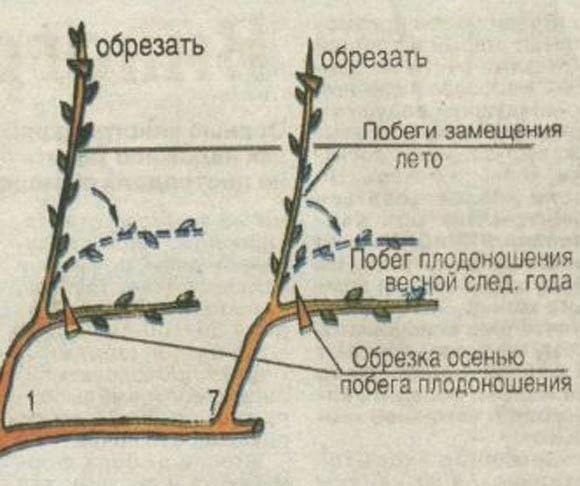 ​Как выращивать виноград