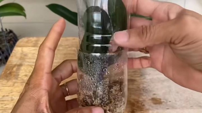 ​Трюк с бутылкой поможет оживить орхидею без корней