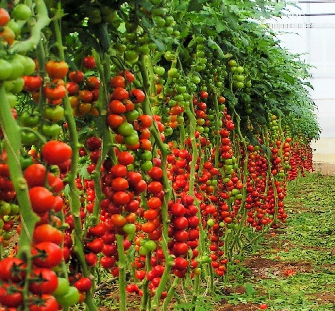 ​Ускоряем рост и развитие томатов в 3 раза