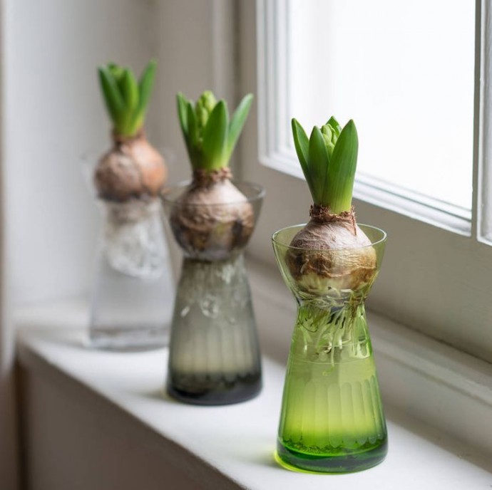 Зачем хранить луковицу в ванной