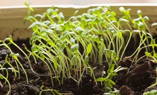 Почему ваша рассада вытягивается еще до пикировки Почему ваша рассада вытягивается еще до пикировки