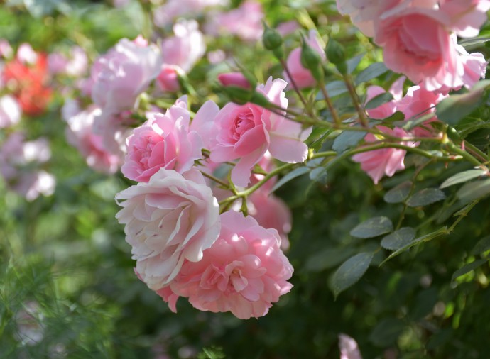 ​Грамотная обрезка роз как залог их пышного цветения