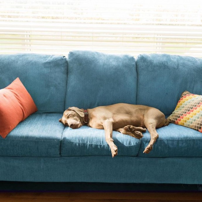 Мягкая мебель и домашние животные Мягкая мебель и домашние животные