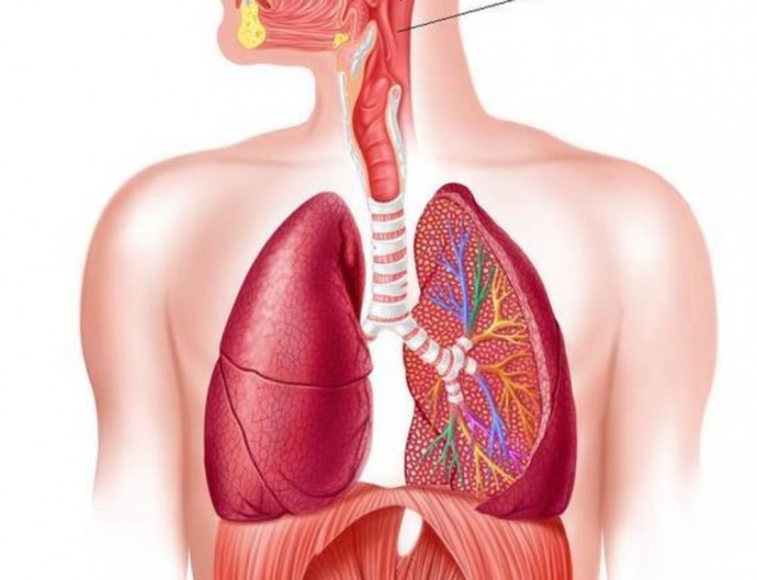 Как очистить легкие и продлить жизнь самым безопасным способом