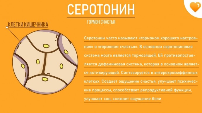 ​Просто о гормонах или как не запутаться в понятиях