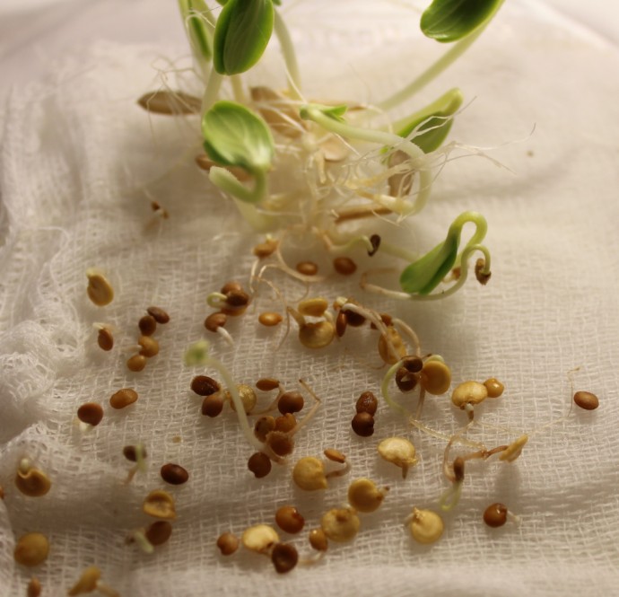 ​Как обеспечить быстрое прорастание семенам