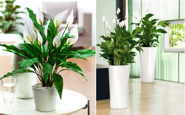 6 чудесных растений, если в квартире есть курильщик