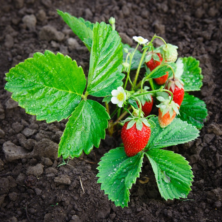 ​Лучшая подкормка для клубники и земляники весной