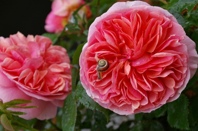 ​8 секретов выращивания роз