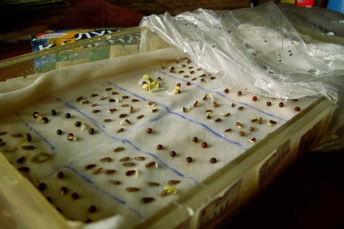 ​Идеальные стимуляторы роста для рассады