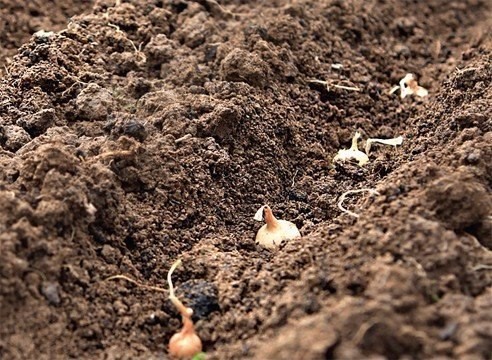 Лук и морковь: сажаем и сеем под зиму Лук и морковь: сажаем и сеем под зиму