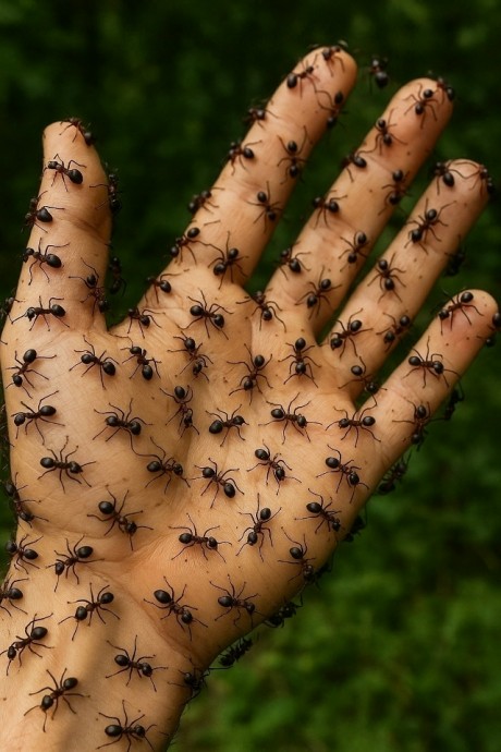 Как я избавилась от муравьёв с помощью простого аптечного средства Как я избавилась от муравьёв с помощью простого аптечного средства