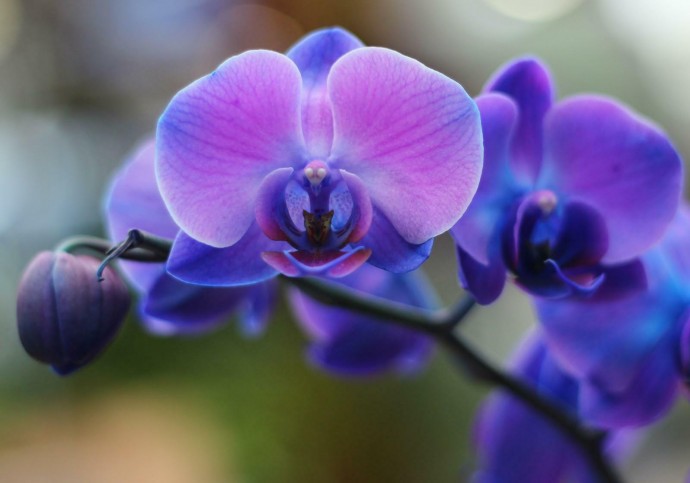 ​Почему бутоны орхидеи опадают, не успев раскрыться