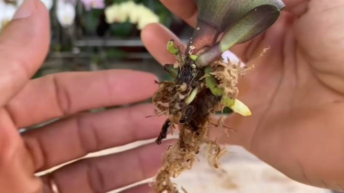 ​Трюк с бутылкой поможет оживить орхидею без корней