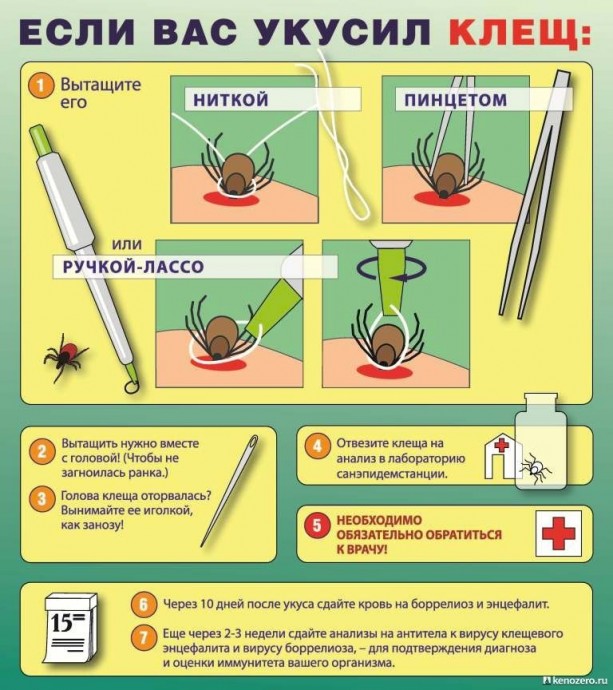 ​Если вас укусил клещ