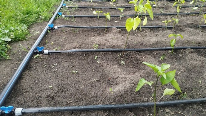 Ленивый полив, который работает Ленивый полив, который работает