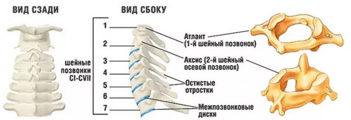 Лучшие упражнения китайской медицины для шейных позвонков