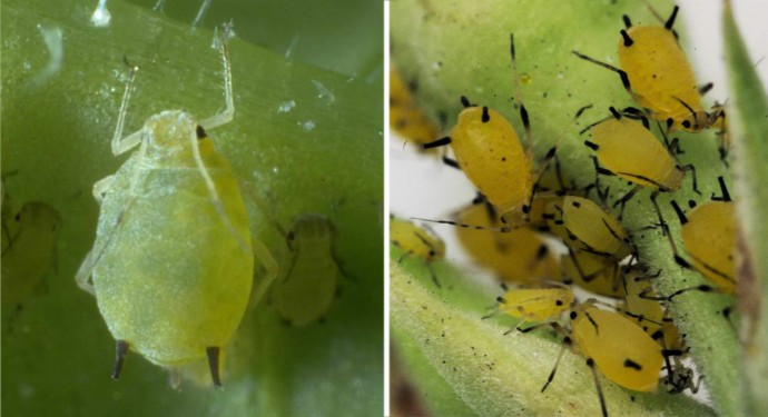 4 самых вредных насекомых в теплице: профилактика и борьба