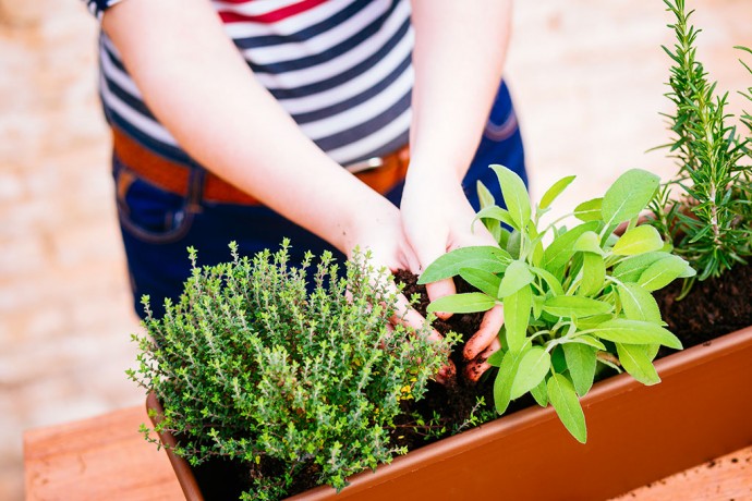 ​7 лучших пряностей и овощей для выращивания на балконе