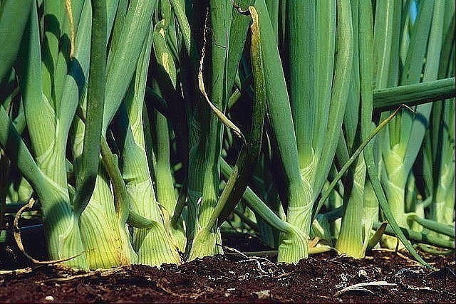 ​Нашатырный спирт защитник растений