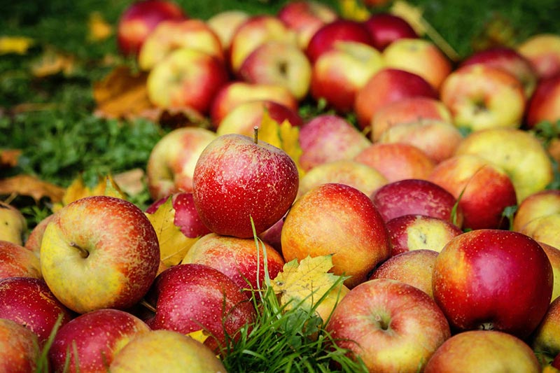 Весомые причины чаще лакомиться яблочками