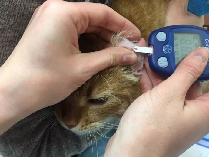 Как самостоятельно измерить уровень глюкозы у кошки