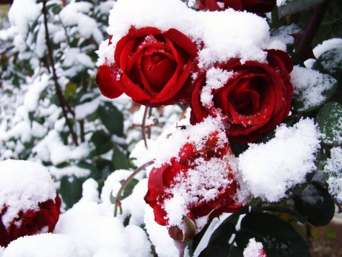 ​Чем укрыть розы на зиму