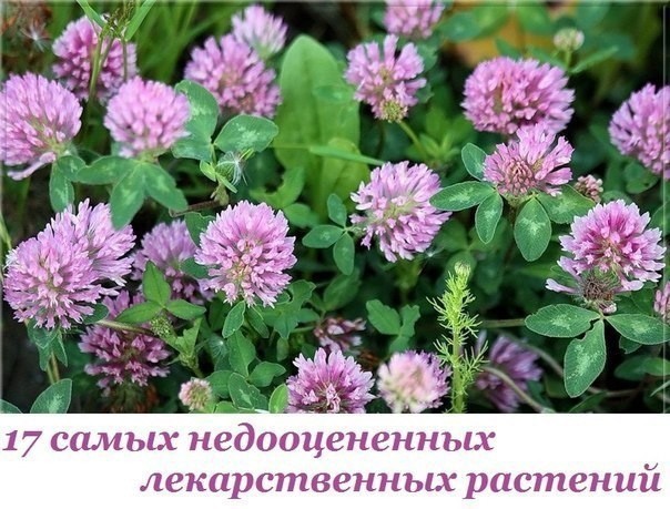 17 самых недооцененных лекарственных растений 17 самых недооцененных лекарственных растений