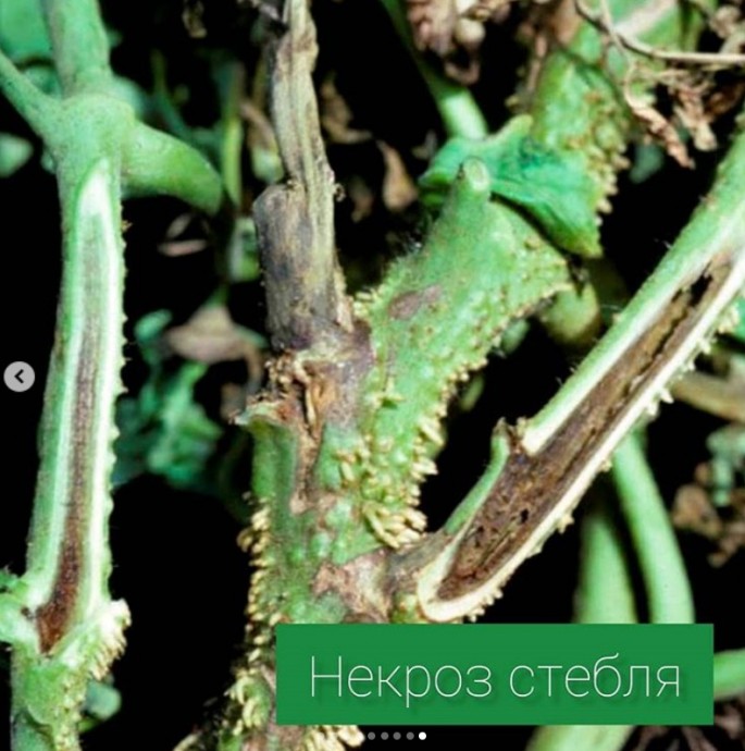 Болезни томатов Болезни томатов