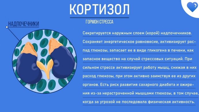 ​Просто о гормонах или как не запутаться в понятиях