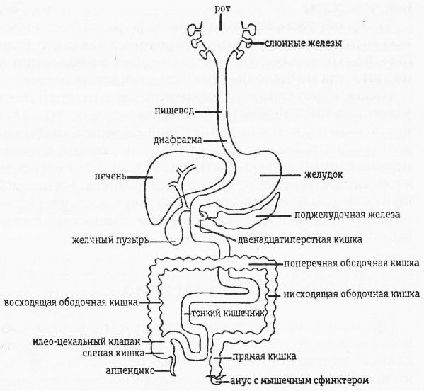 ​Самый простой секрет долголетия