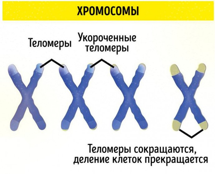 Почему мы стареем и как этого избежать