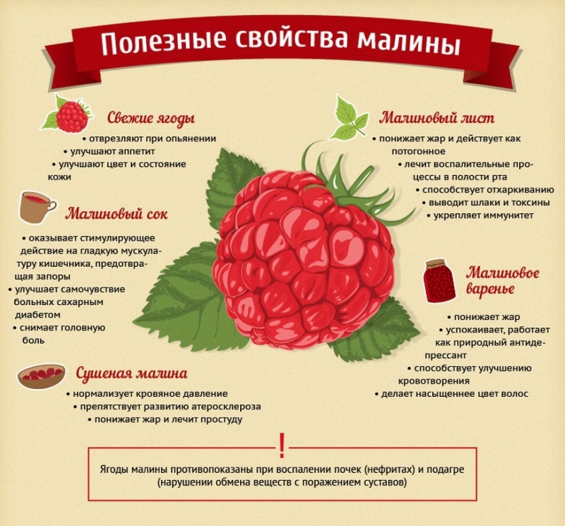 Полезные свойства ягод, сока, листа и варенья из малины